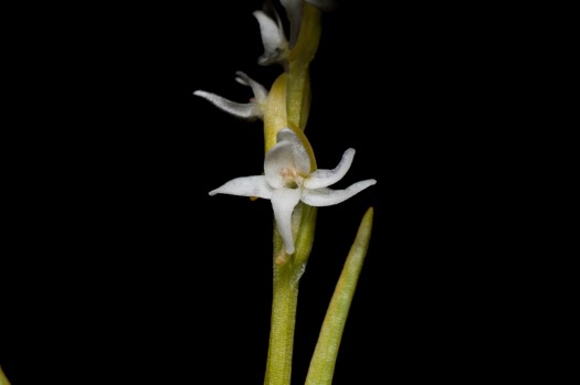 White Bog Orchid on Akimski Island